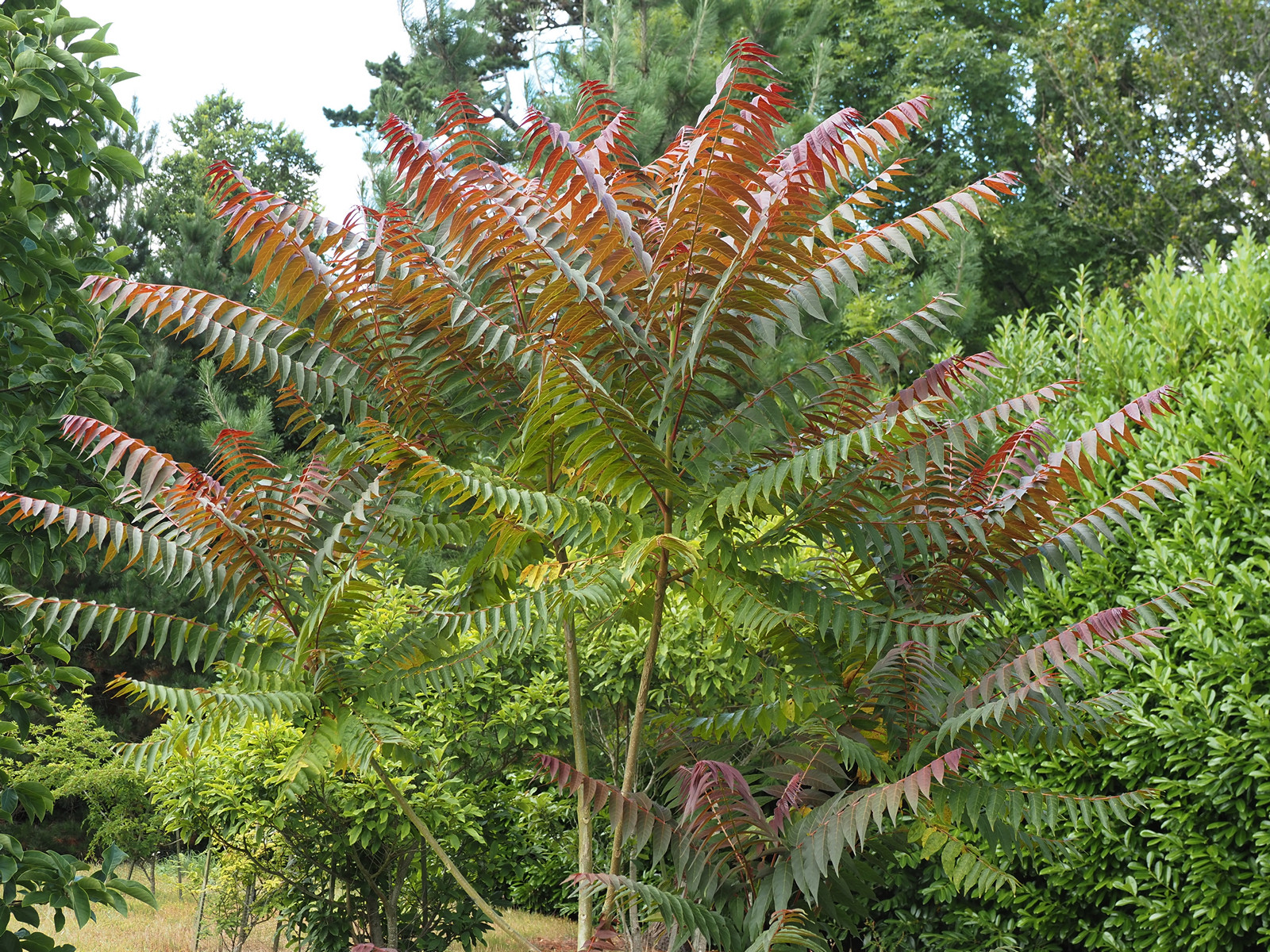 Ailanthus altissima 'Purple Dragon'